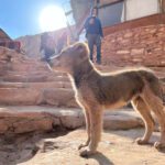 Perrito al sol - Petra
