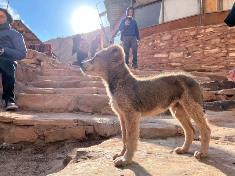 Perrito al sol - Petra