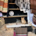 Gatito puesto souvenirs - Little Petra