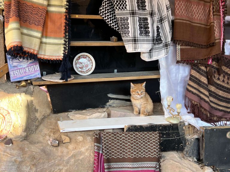 Gatito puesto souvenirs - Little Petra