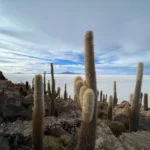 Cactus - Isla Incahuasi