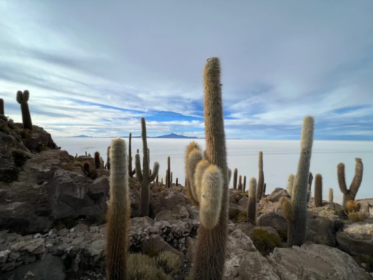 Cactus - Isla Incahuasi