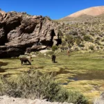 Llamas