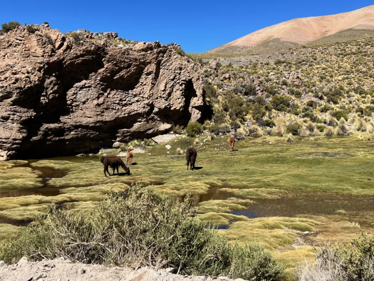 Llamas