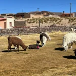 Llamas