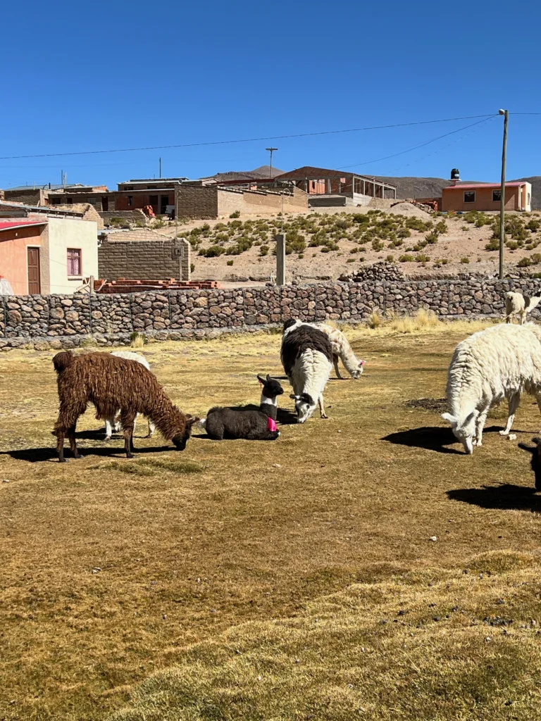 Llamas