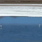 Laguna Hedionda - Uyuni