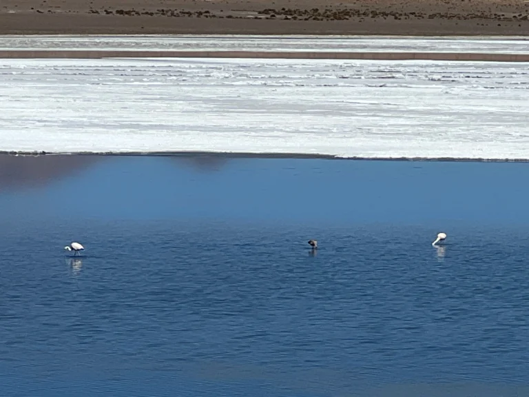 Laguna Hedionda - Uyuni
