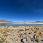Laguna Hedionda - Uyuni