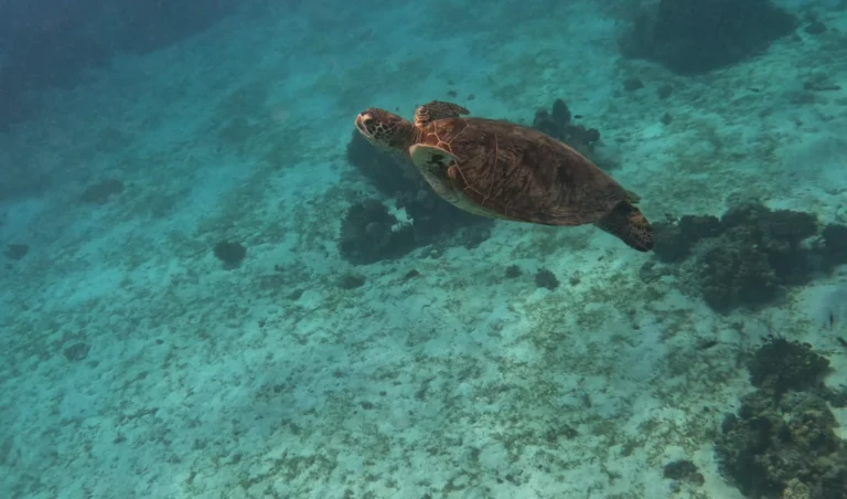 Tortuga