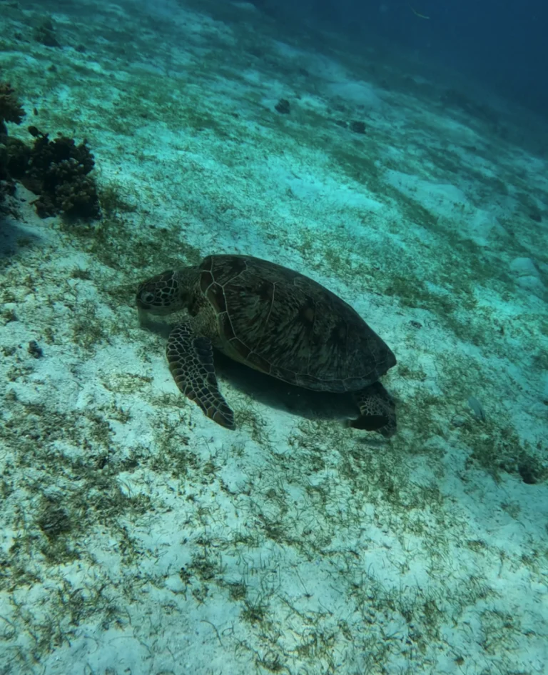 Tortuga