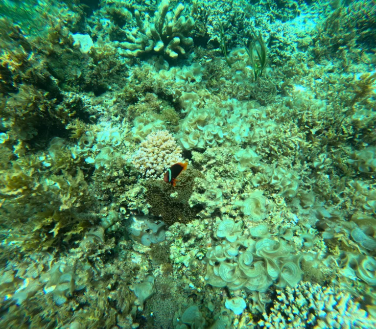 Panglao