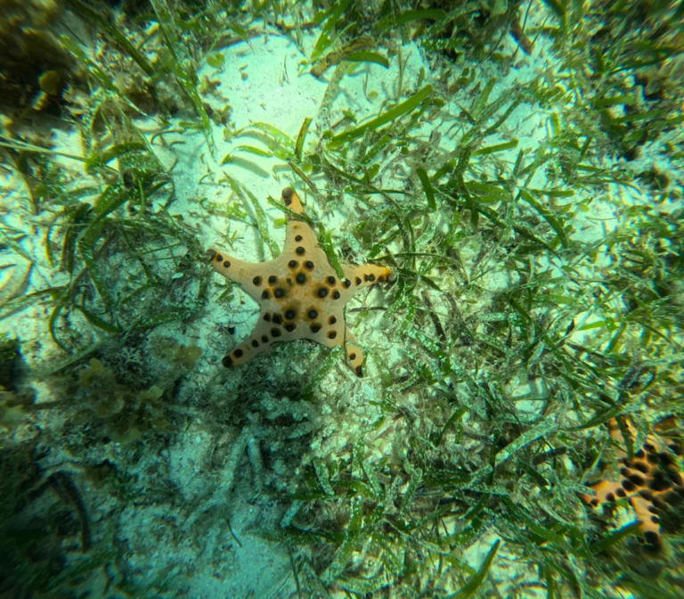 Panglao