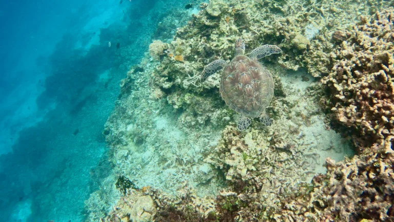Tortuga