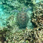 Tortuga