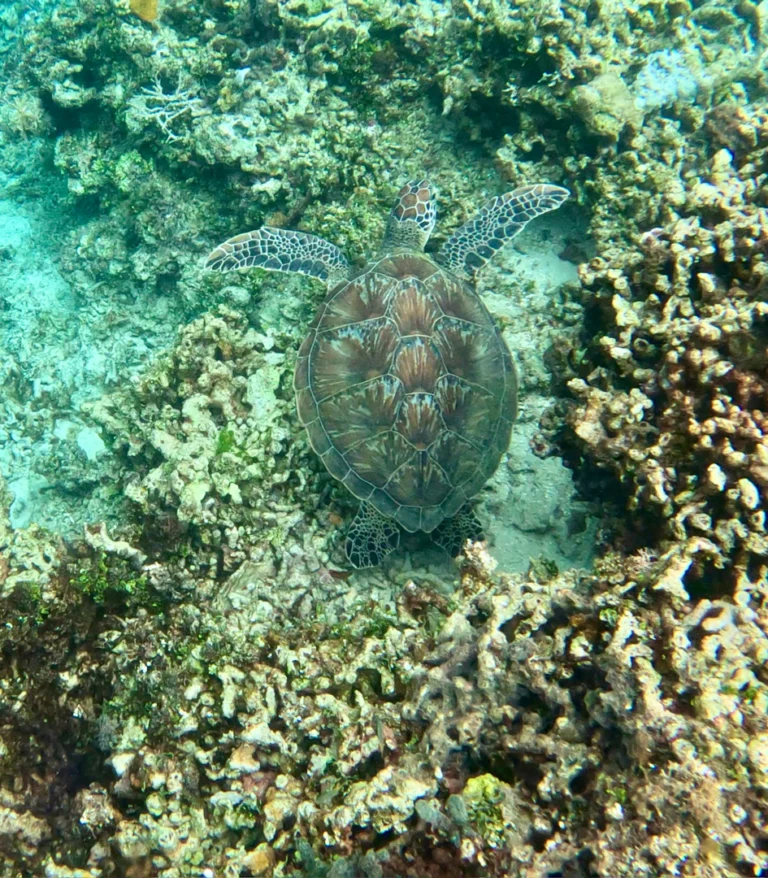 Tortuga