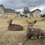 Ciervos Nara