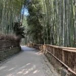 Bamboo Forest