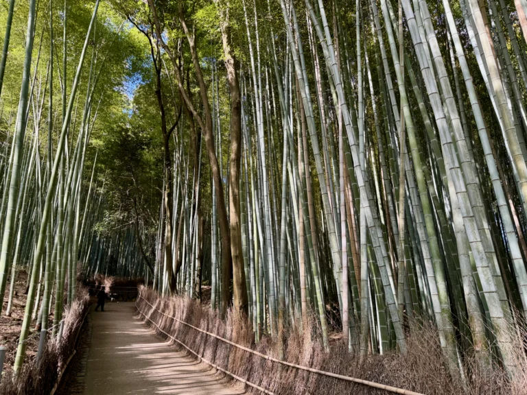 Bamboo Forest