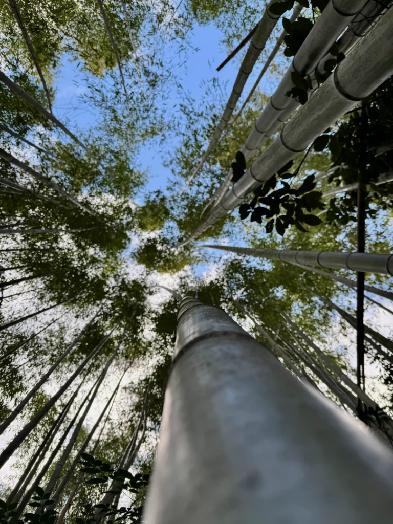 Bamboo Forest