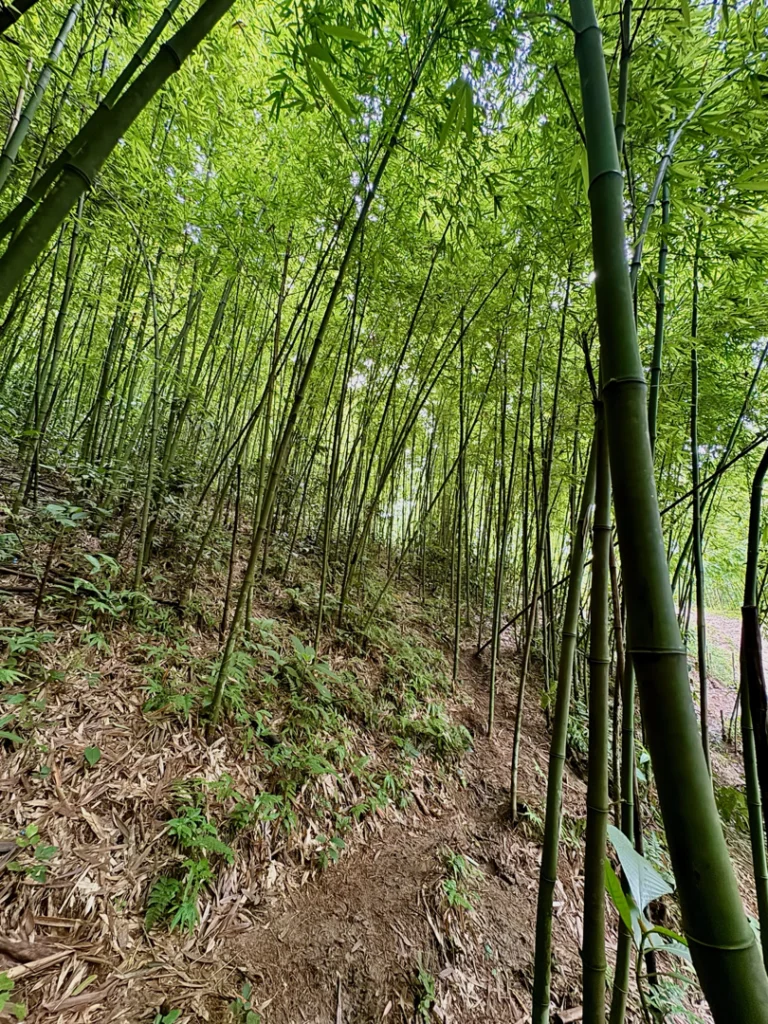Bosque Bambú