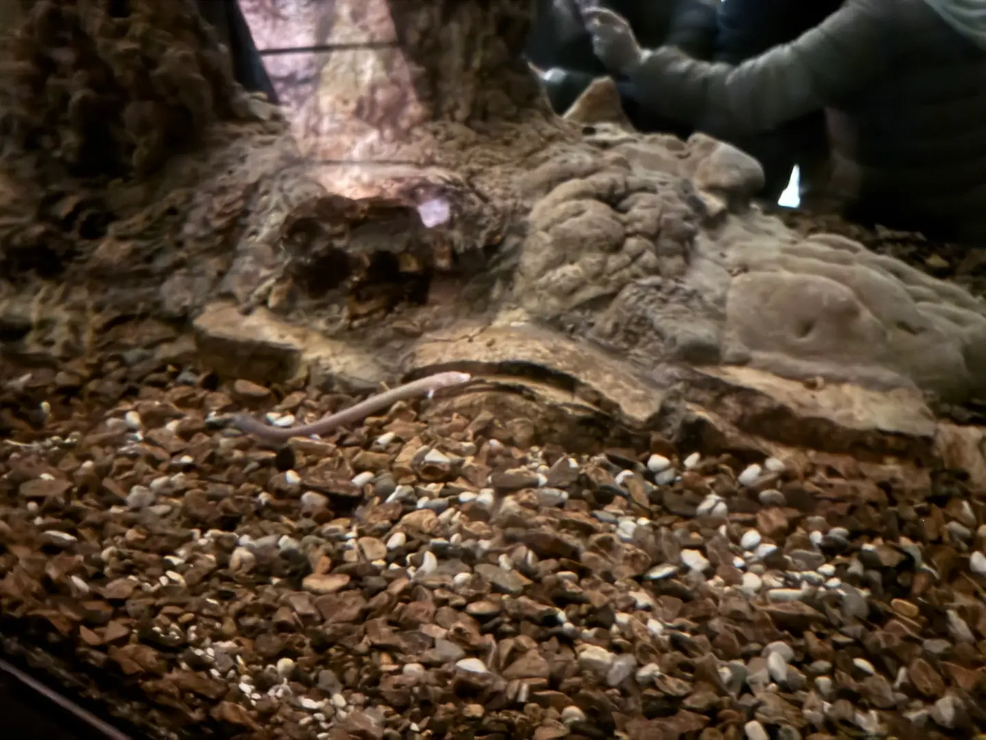 Dragones Postojna