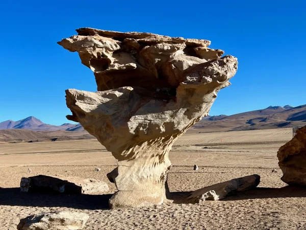 Árbol de Piedra